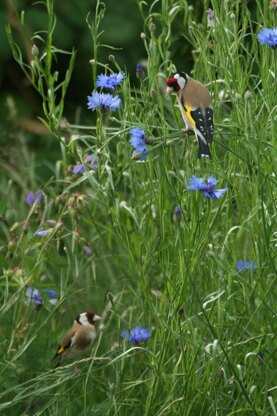 Charming Goldfinch