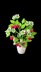 Crochet Raspberry plant