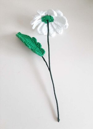 White Beautiful Daisy