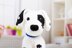Deramores Dalmatian PDF