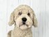 Havanese Dog