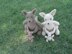Mommy Kangaroo with a Baby Joey
