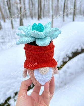 Gnome succulent_Echeveria