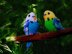 Budgie * Parakeet * Parrot