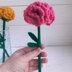 Carnation Flowers