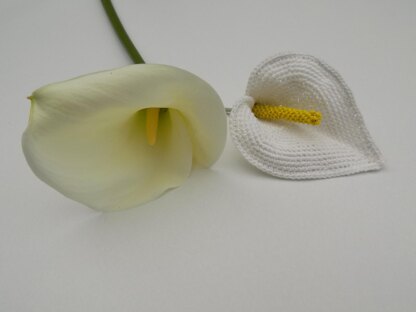Calla Lily/Arum Lily Flower