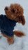 Dog Sweater Charlie No.1