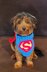 Super Pet Costume