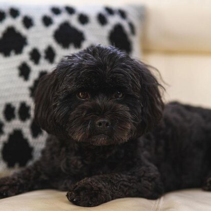 Woodgreen - Mini Paw Prints Cushion Crochet