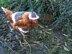 "Christmas Pudding" Chicken Coat With Matching Hat