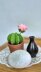 Cactus plant with flower