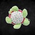 Fruit Turtle Series | Dragonfruit