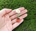 Miniature potted daisy