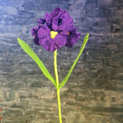 Iris flower long bearded