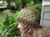 The Drosten Cap