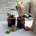 Clematis Pot Plant Cosy