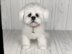 Maltese Puppy