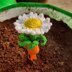 Daisy Bulb plant