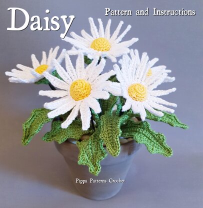 Daisy