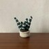 Haworthia “Zebra Cactus” Succulent