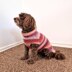 Easy-Peasy Pup Knit