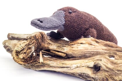 Australian Platypus