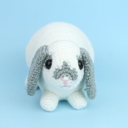 Mini Lop rabbit