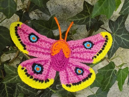 Eochroa Trimenii Butterfly