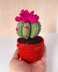 Cactus in a pot