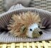 Pet Pygmy Hedgehog - Creme Egg Cover