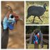 Tribute Shawl: Helmeted Guinea Fowl