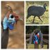 Tribute Shawl: Helmeted Guinea Fowl