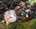 Short and Long Haired Baby Guinea Pigs