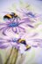 Lanarte Dancing Bees Counted Cross Stitch Kit - PN-0191874