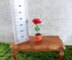 Miniature potted rose