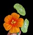 Crochet Nasturtium flowers