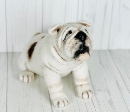 English Bulldog Adult