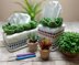 Succulent Tissue Cover