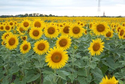 Sunflower field shawl