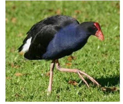 Perkii Pukeko