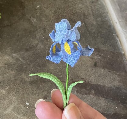 Iris flower