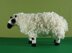 Welsh mountain sheep