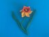 Daffodil