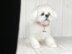 Maltese Puppy