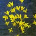 Easter tree yellows bells flower twig Forsythia spring flower