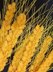Crochet Wheat plant