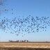 Murmuration