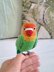 Fischer's Lovebird Plush