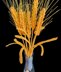 Crochet Wheat plant