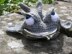 Grey Purse Shark